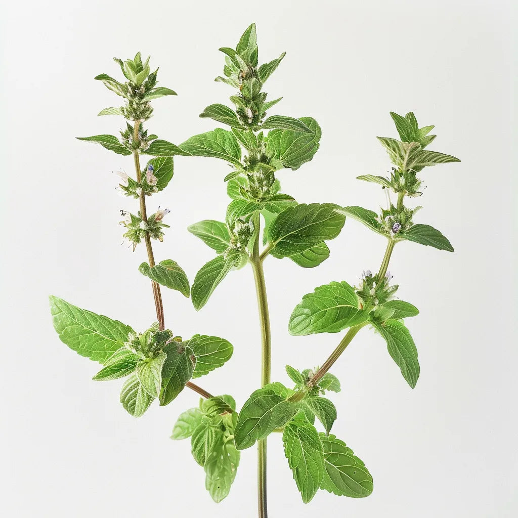 1000 เมล็ดสะระแหน่ Pouliot (Mentha pulegium)