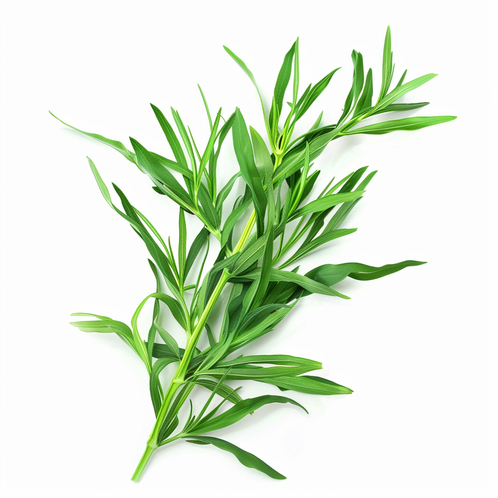 500 Tarragon Seeds