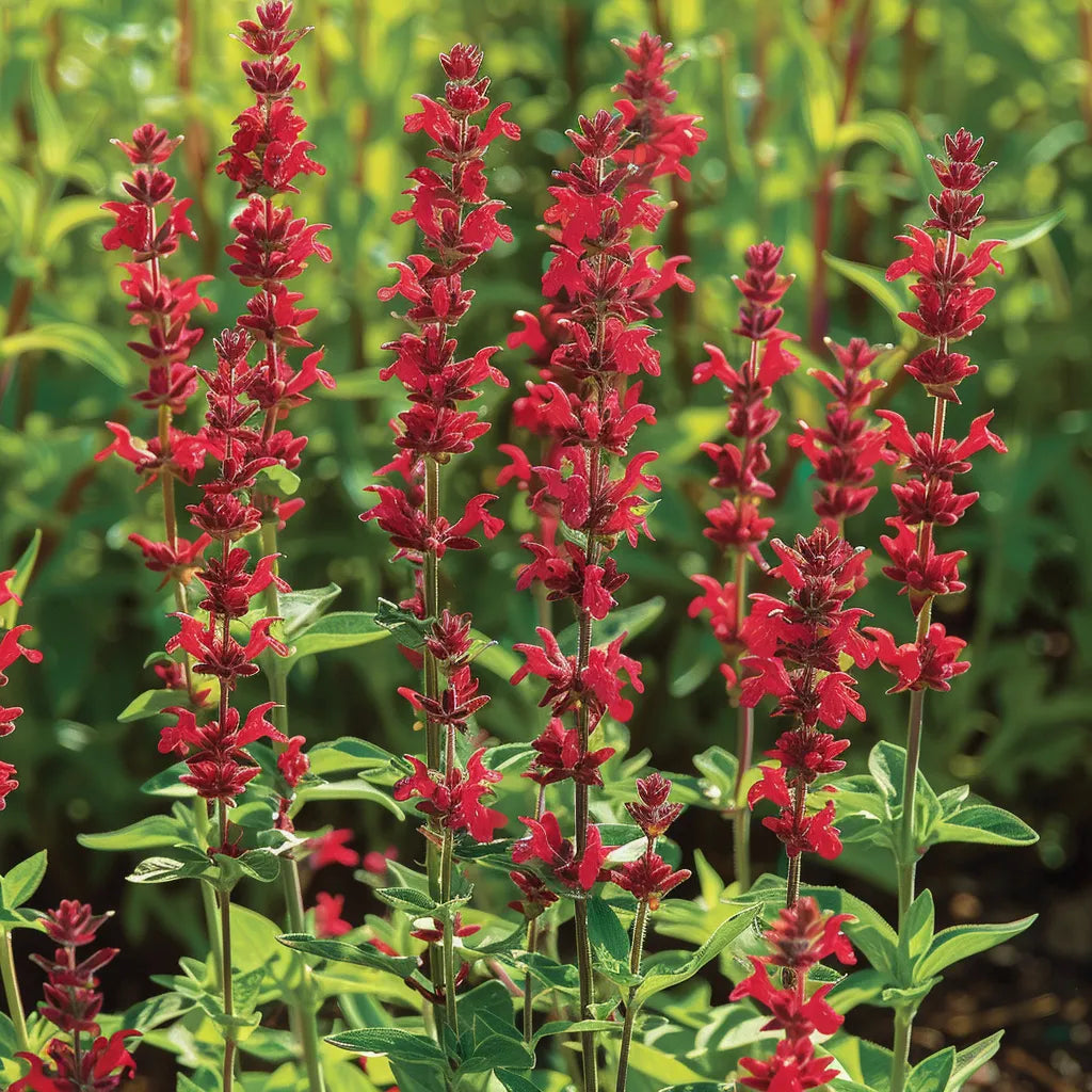 100 เมล็ดต้นเสจสีแดงสด (Salvia coccinea scarlet)