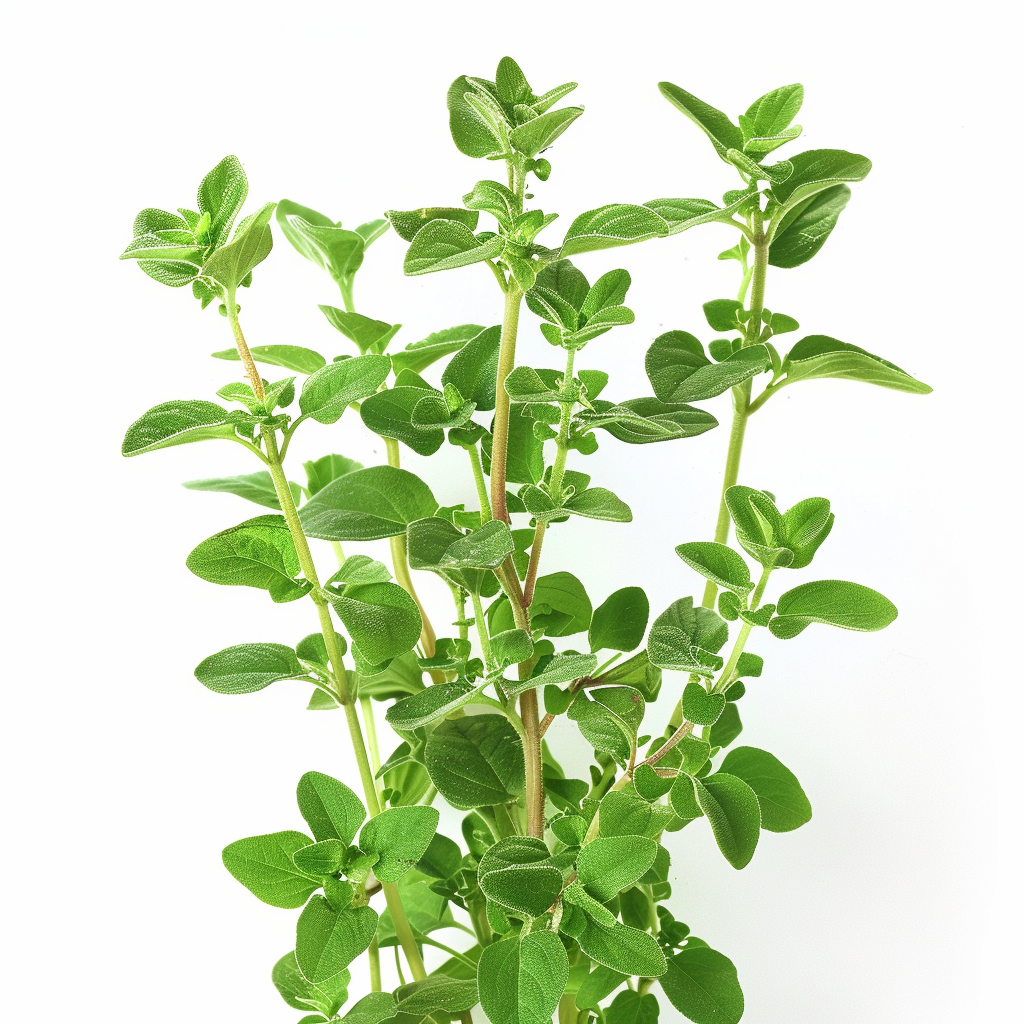 Fröset - Speciala Kryddväxter