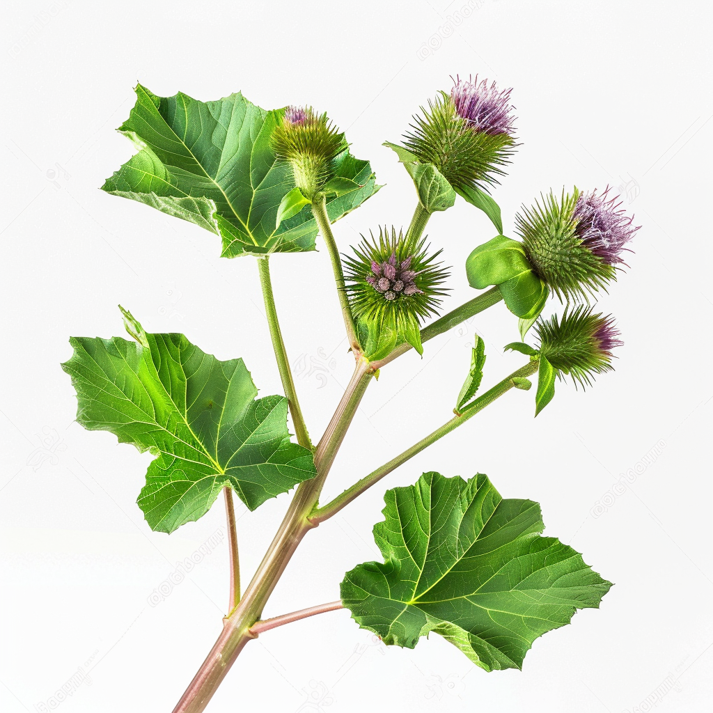 35 Seeds of Great Burdock