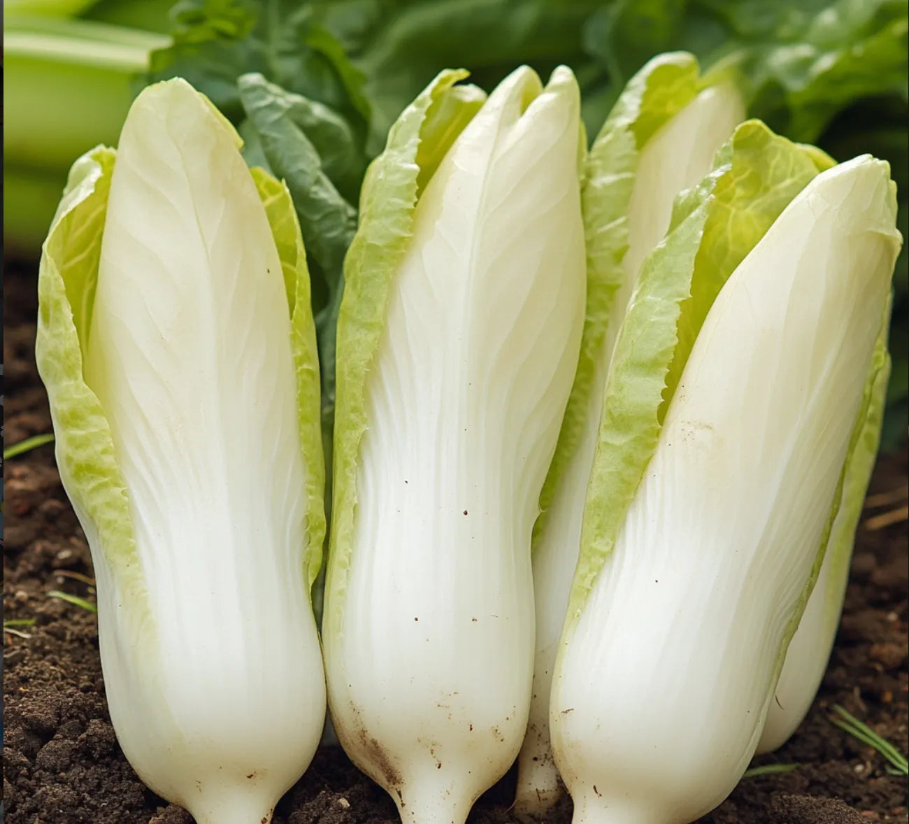 250粒の半早生エンダイブの種