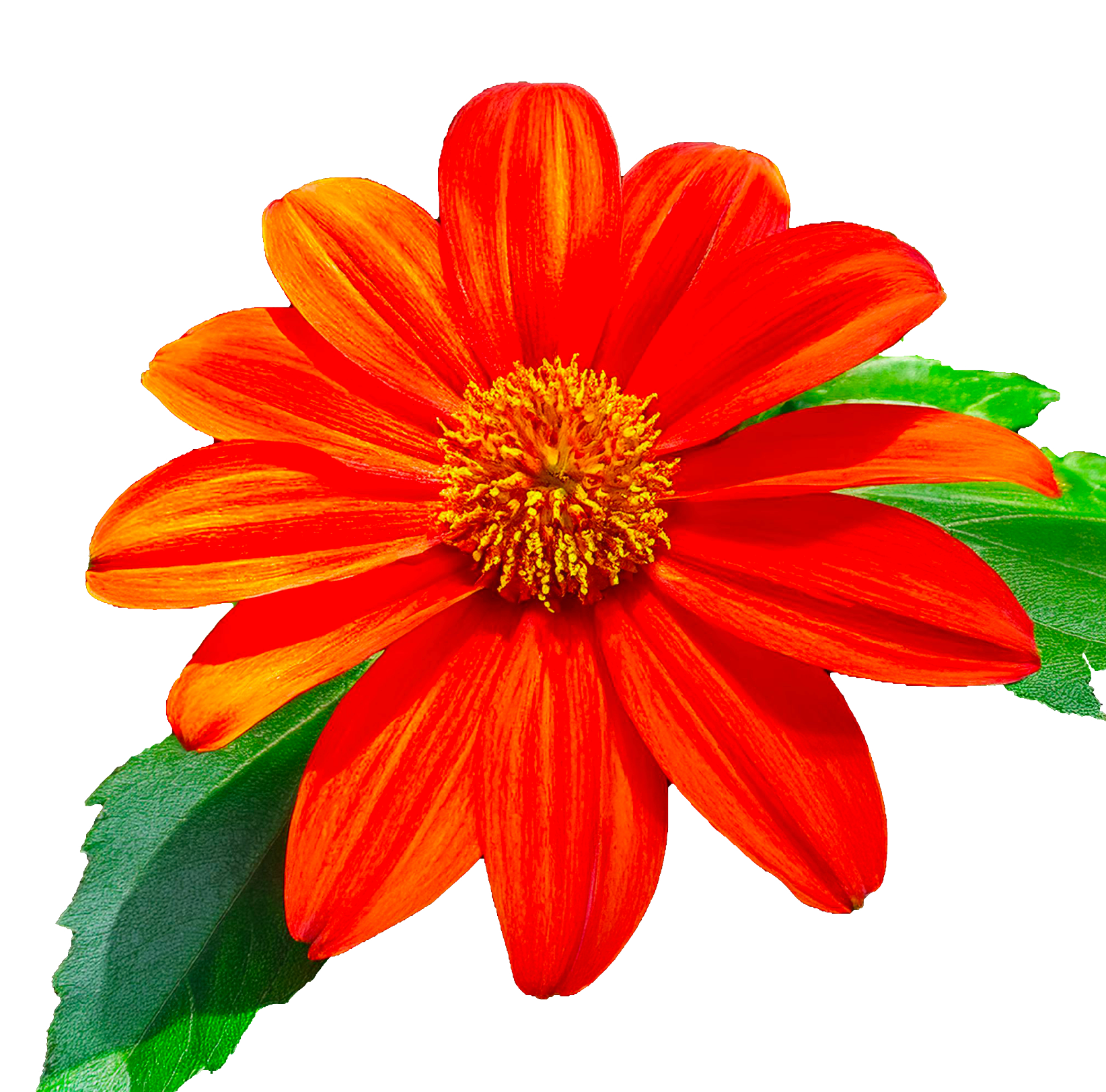 35 멕시코 해바라기 씨앗