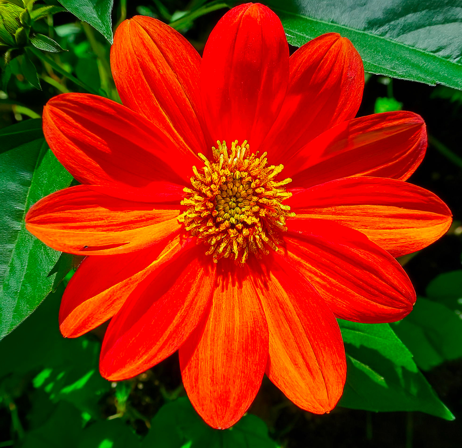 35 Graines de Tournesol Mexicain