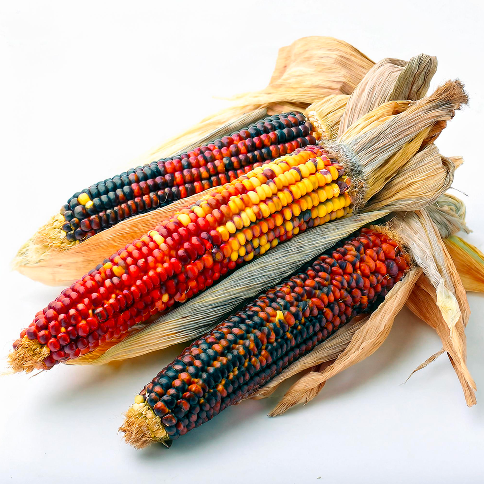20 알의 장식용 옥수수 아메로