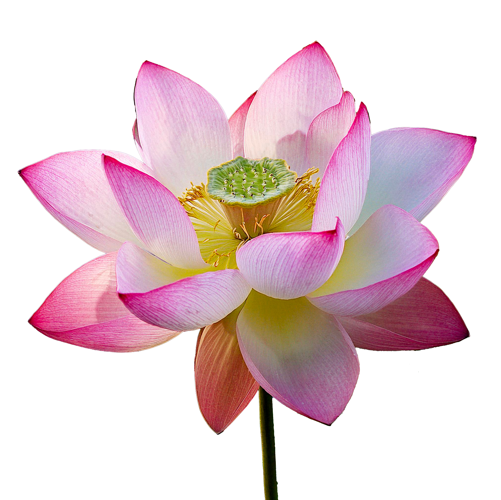 6개의 성스러운 연꽃 씨앗 (Nelumbo nucifera)