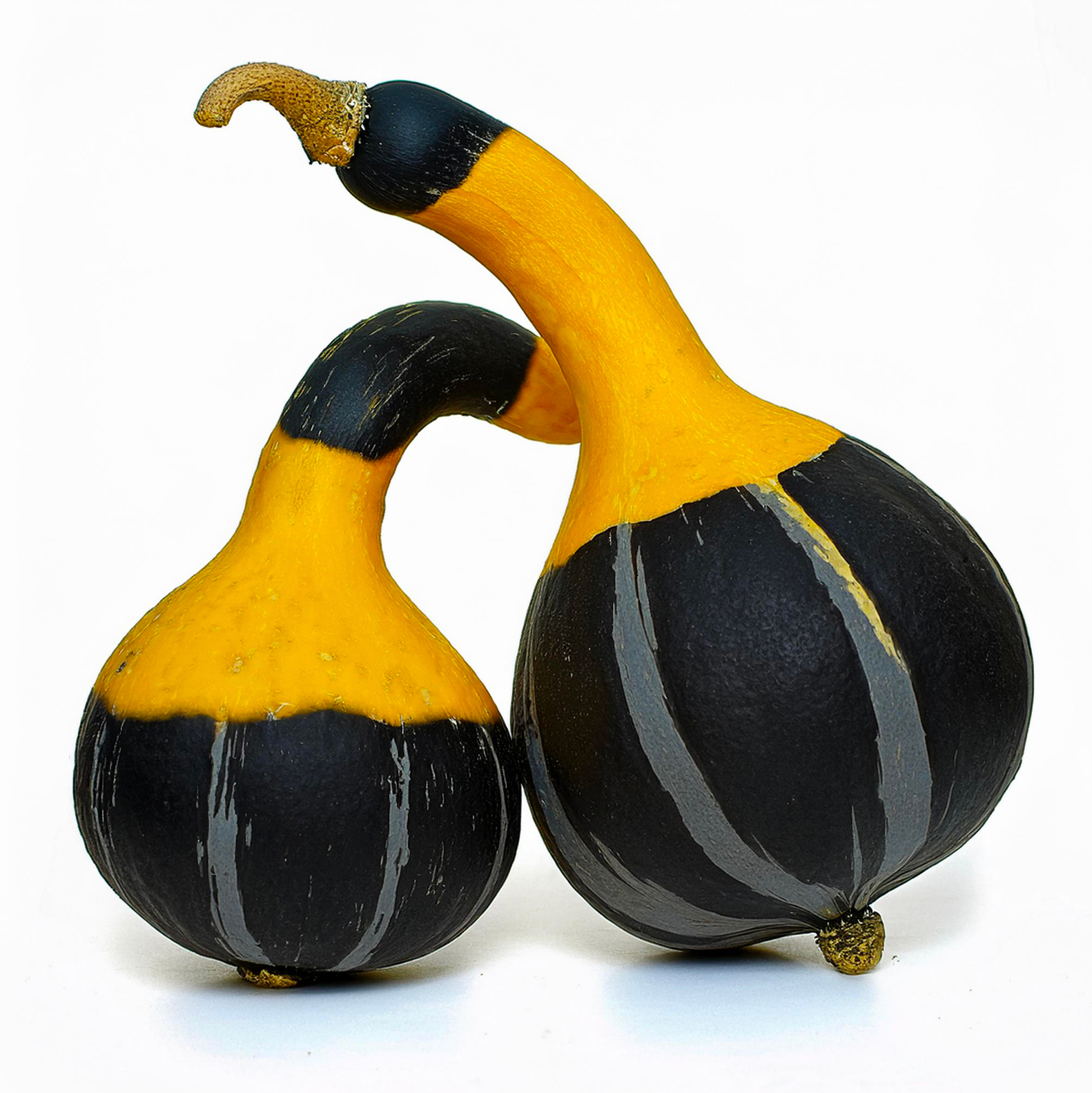 20 코샤레 호박씨앗