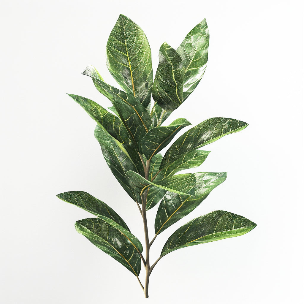 4 เมล็ดใบกระวานซอส (Laurus nobilis)