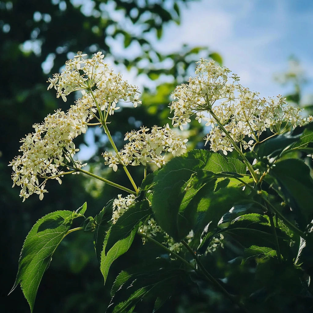 150 개의 블랙 엘더베리 씨앗 (Sambucus Nigra)