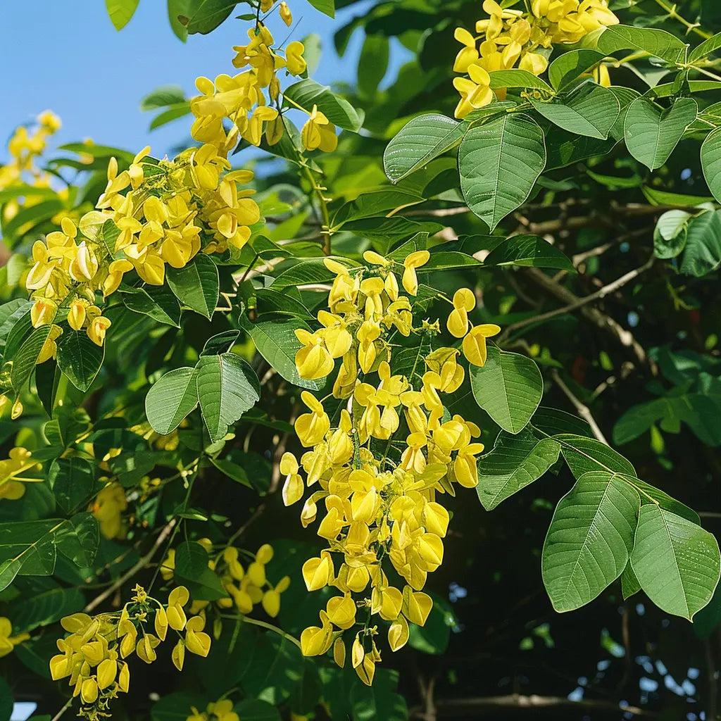 15 بذور شجرة الصابون