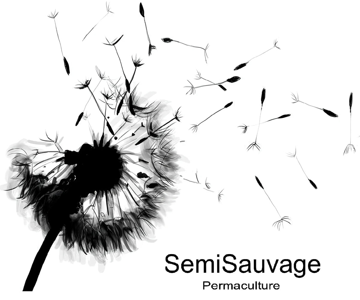 SemiSauvage パーマカルチャー、採種可能な種子と在来種の種
