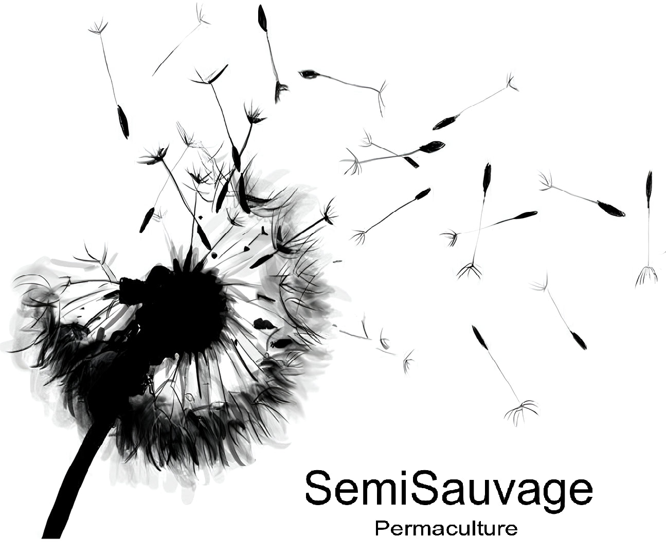 150 개의 블랙 엘더베리 씨앗 (Sambucus Nigra)