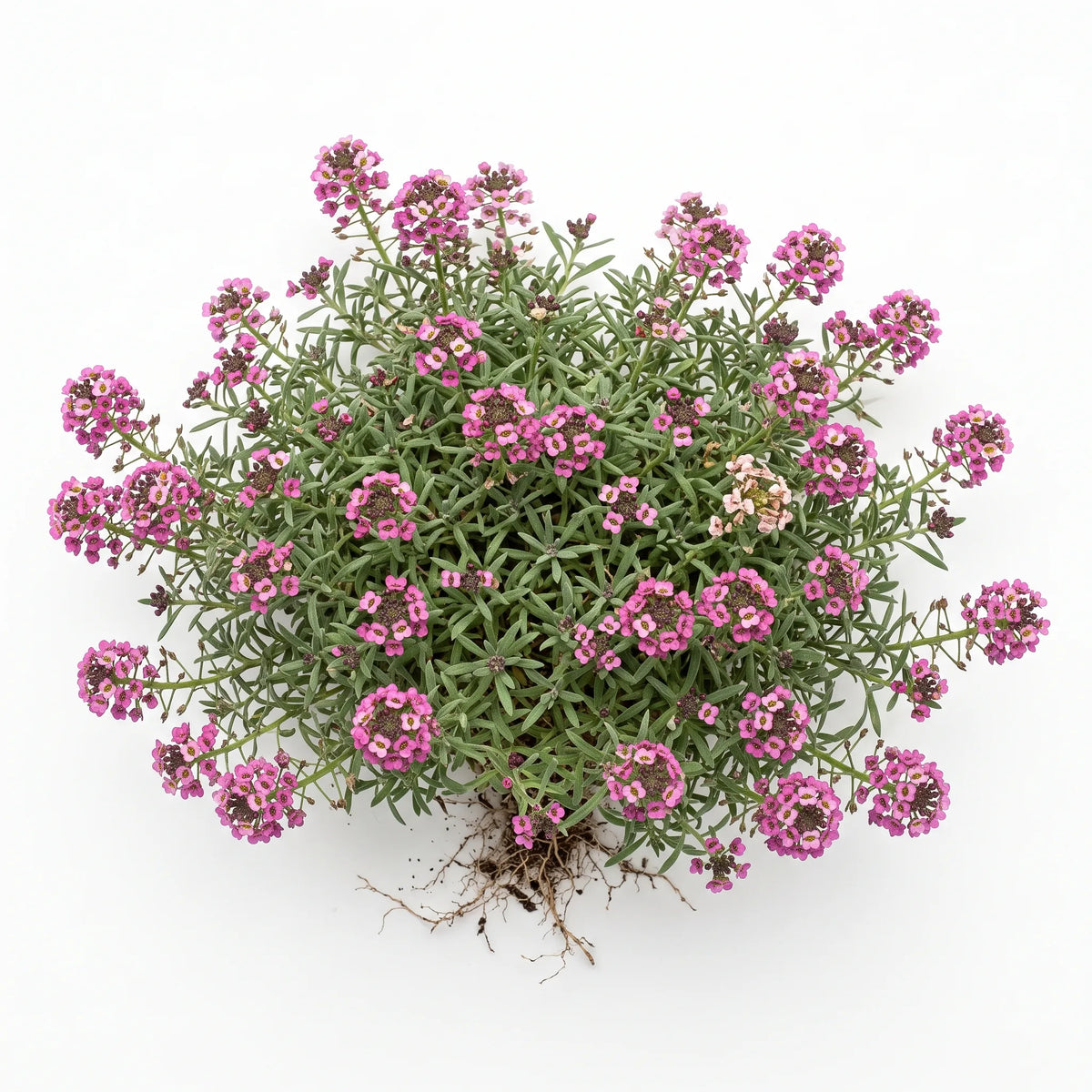 Coussin fleuri d'alysse odorante Rosie O'Day rose vif, sur fond blanc