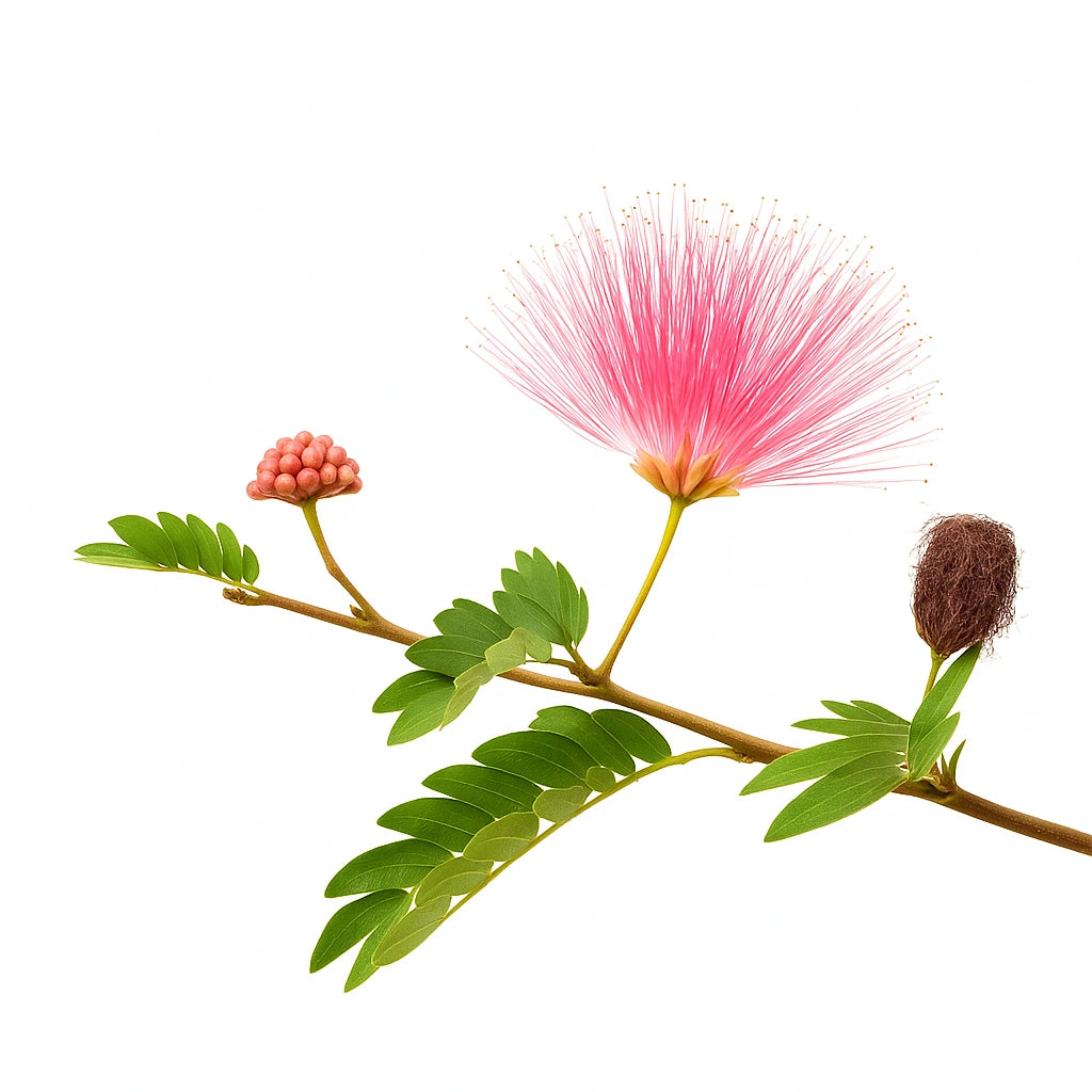 25 알비지아 나무 씨앗 (Albizia julibrissin)