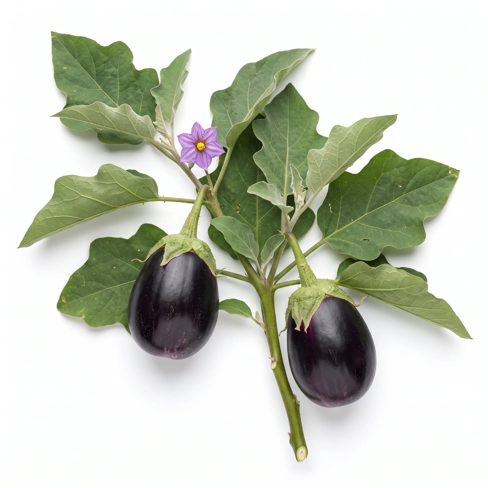 Rameau fructifié d'aubergine Black Beauty sur fond blanc — graines reproductibles SemiSauvage