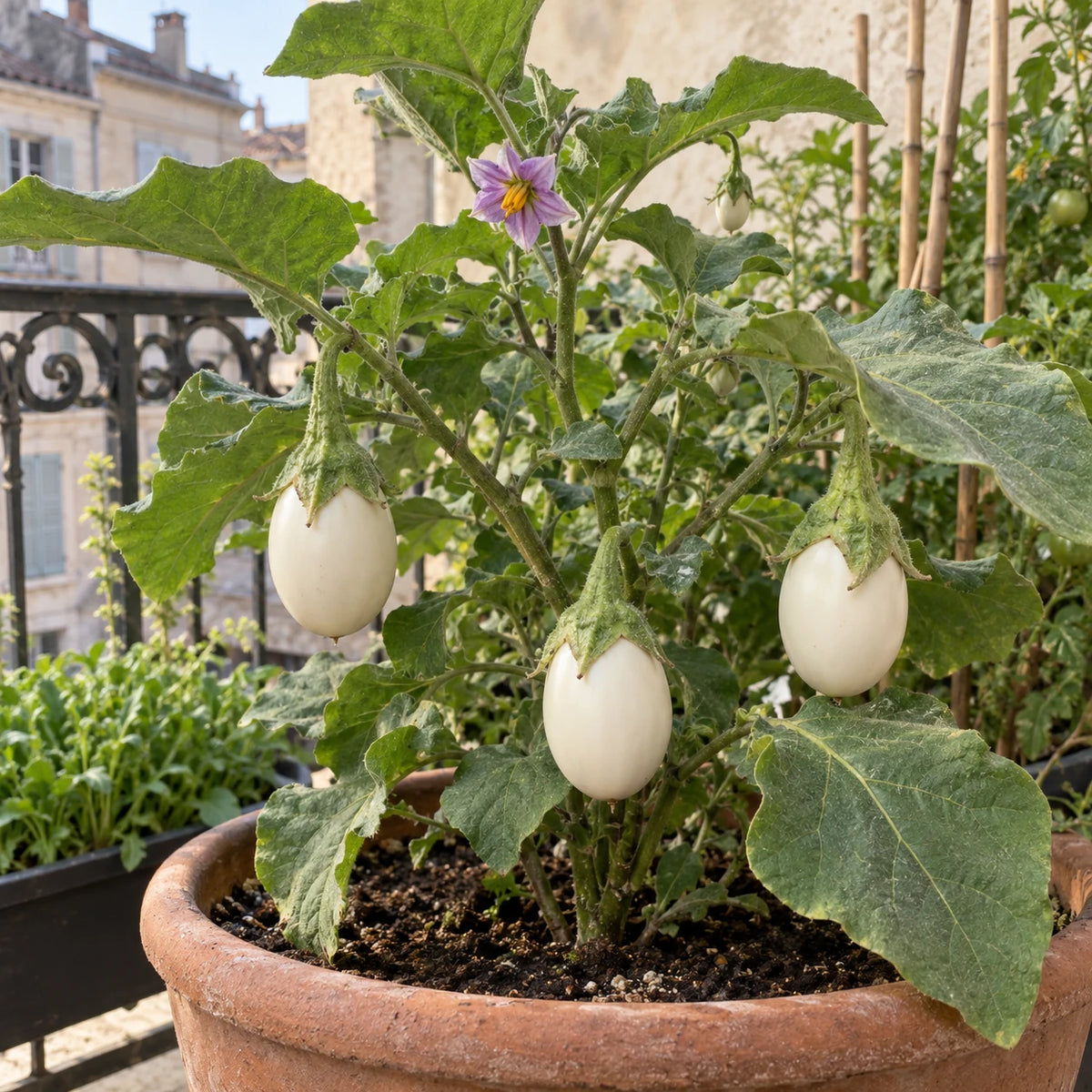 Aubergine White Egg en pot, portant des fruits blancs ovales et une fleur violette.