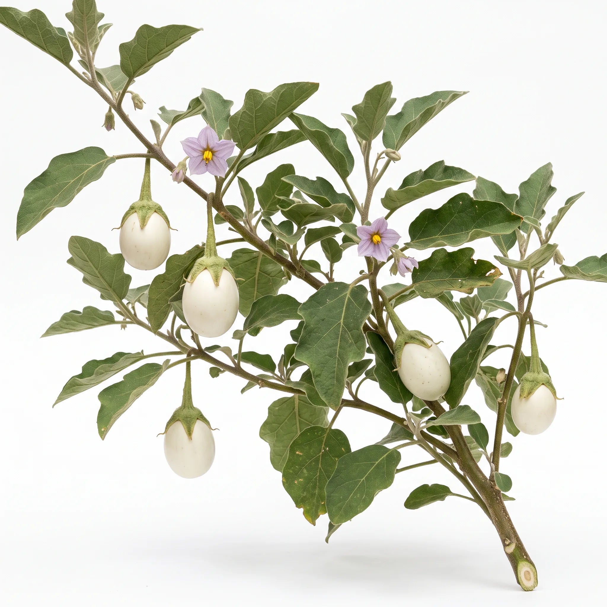 Rameau fructifié d'aubergine White Egg sur fond blanc — graines reproductibles SemiSauvage