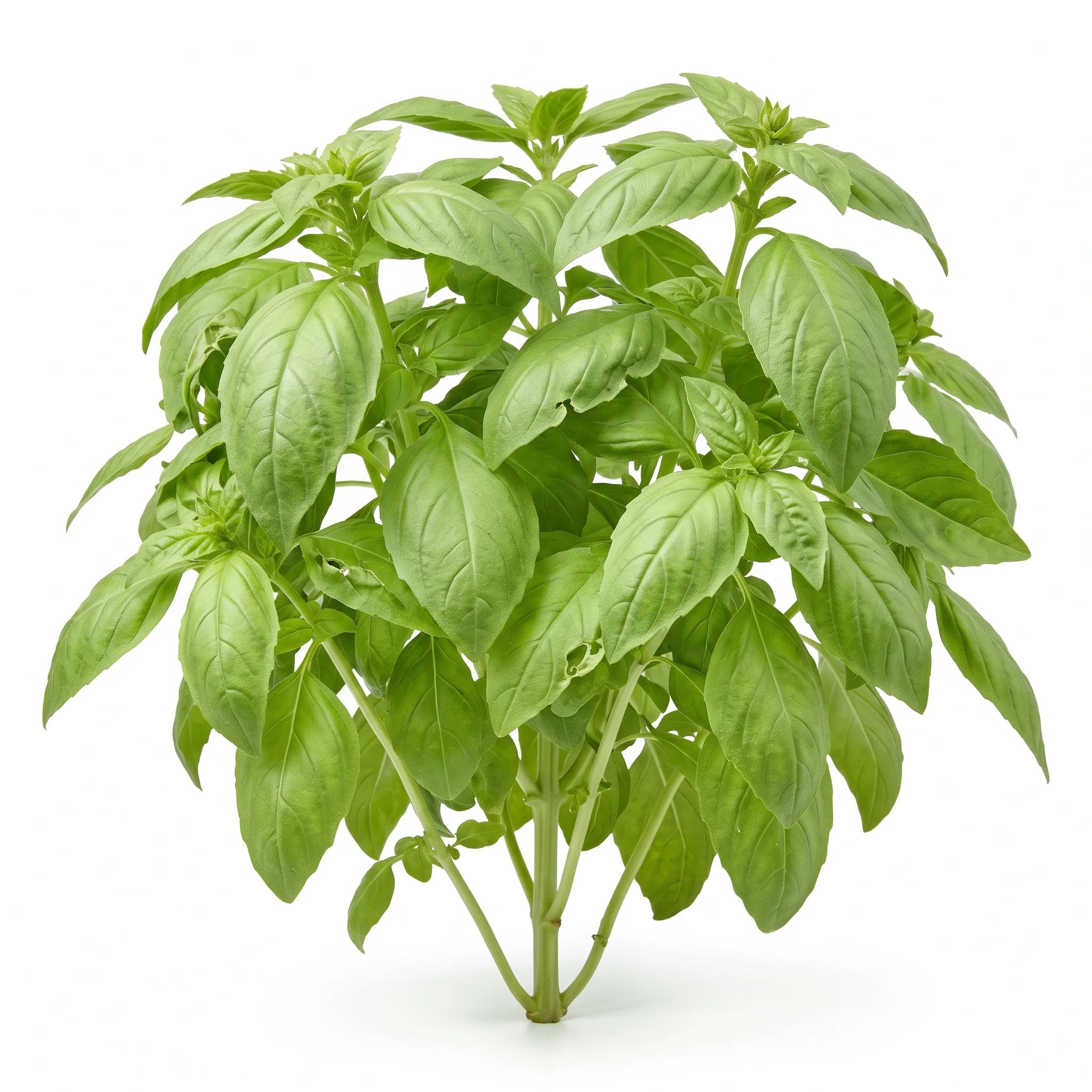 Pied entier de basilic grand vert (Ocimum basilicum) sur fond blanc, feuilles opposées gaufrées