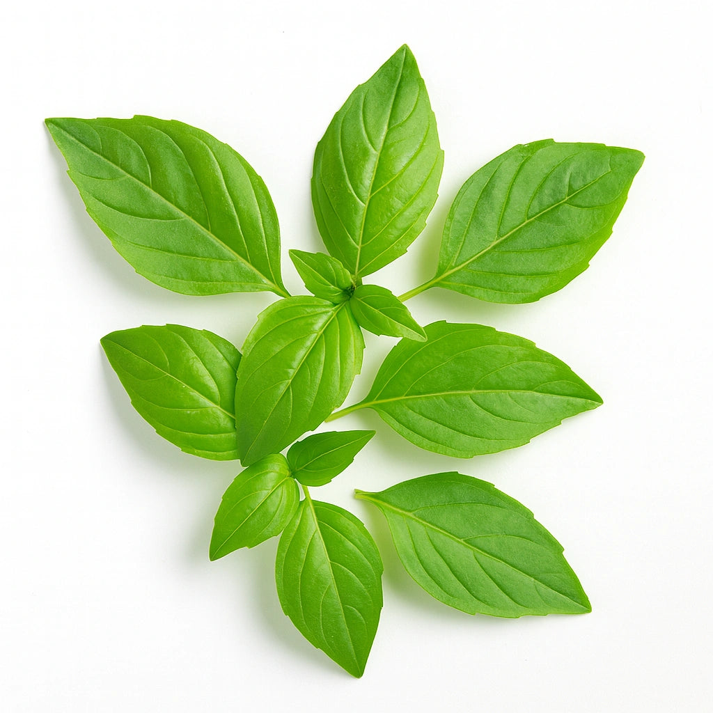 200 Samen von ThailÀndischem Basilikum (Ocimum basilicum var.thyrsiflora)
