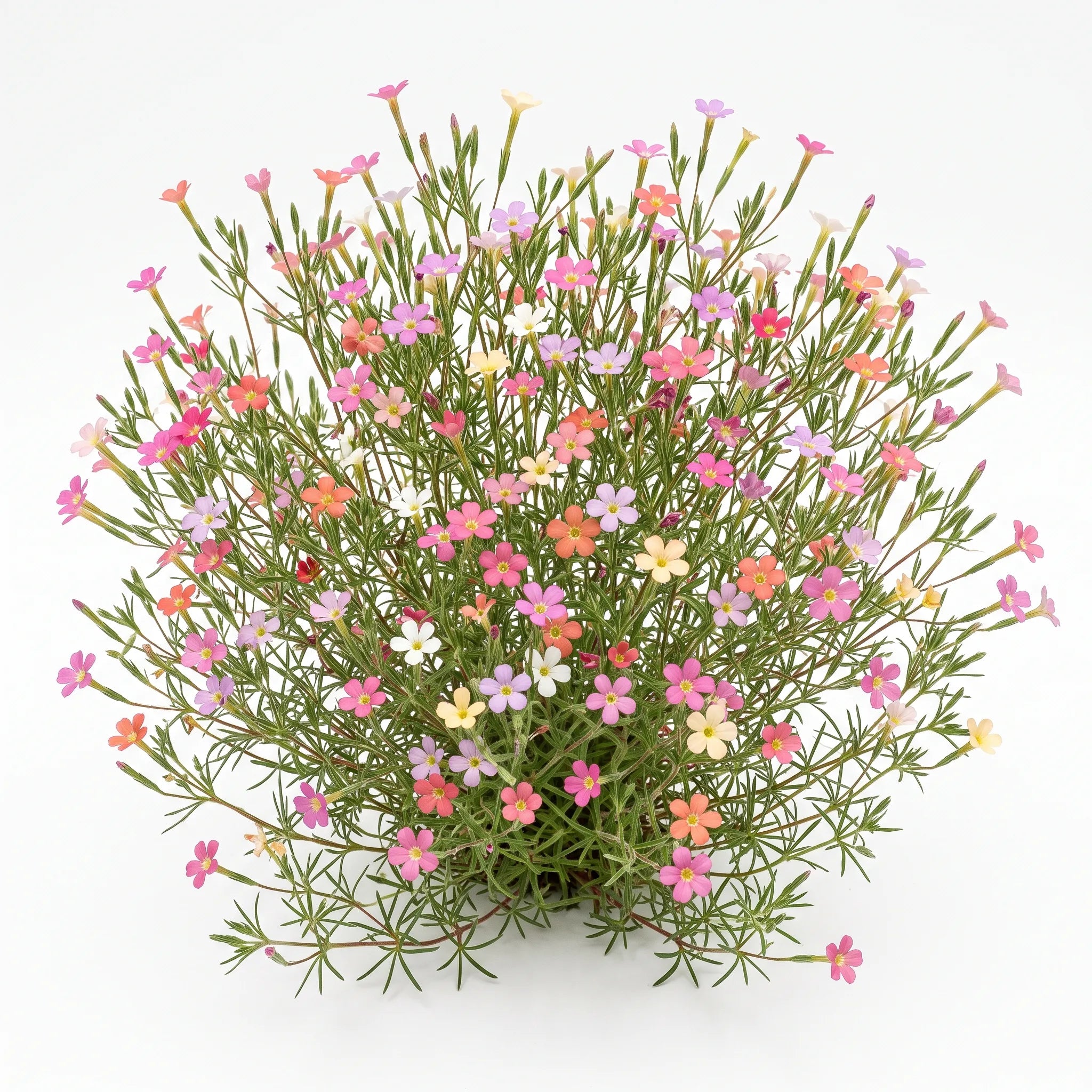 Coussin fleuri de belle californienne (Leptosiphon androsaceus) sur fond blanc, fleurs multicolores