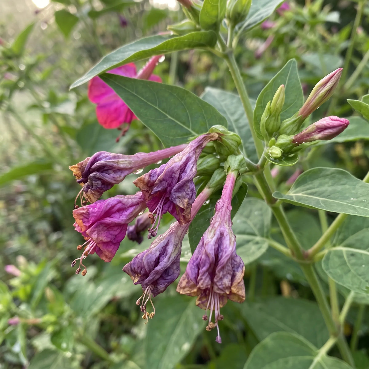 清晨闭合并皱缩的紫茉莉花朵,上面覆着露珠