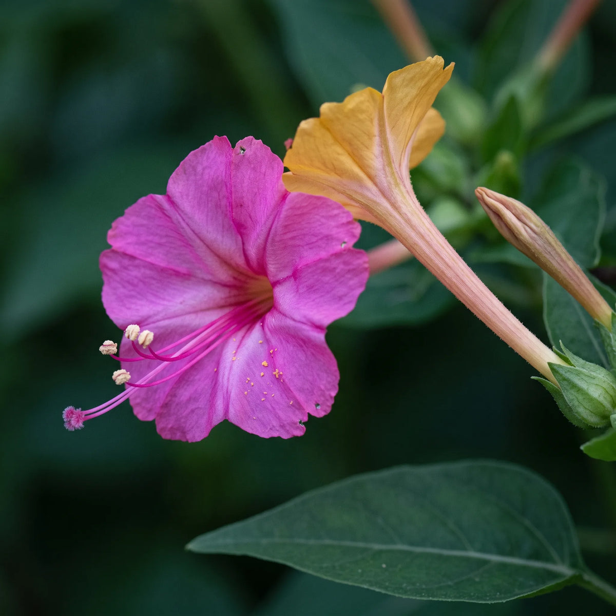 紫茉莉花朵的微距特写,花筒细长,五枚雄蕊伸出花冠