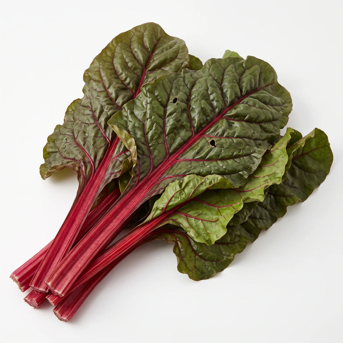 Brassee de feuilles de bette a carde Rhubarbe Rouge sur fond blanc, cotes rouge carmin et limbes cloques