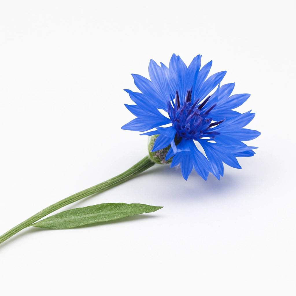 80 Hạt Hoa Thanh Cúc Hoàng Gia (Centaurea moschata imperialis)