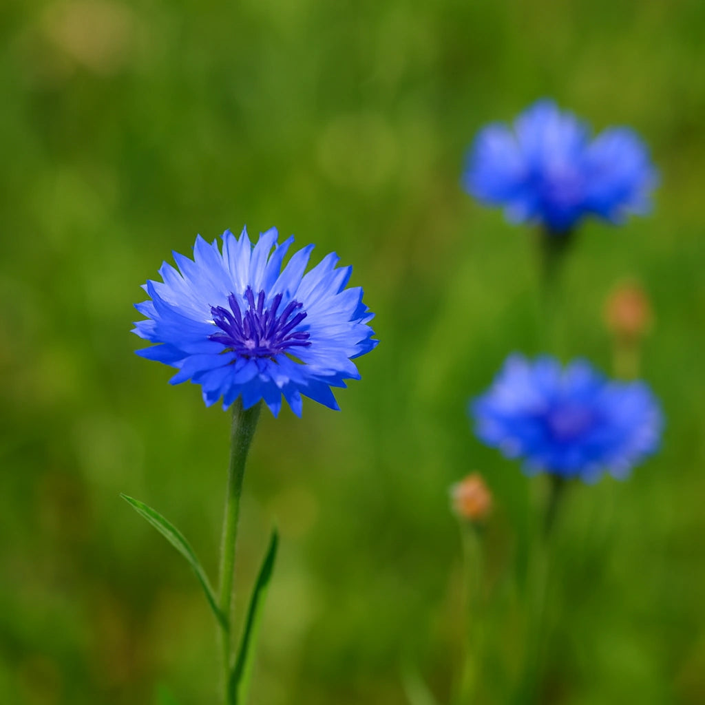 80 Hạt Hoa Thanh Cúc Hoàng Gia (Centaurea moschata imperialis)