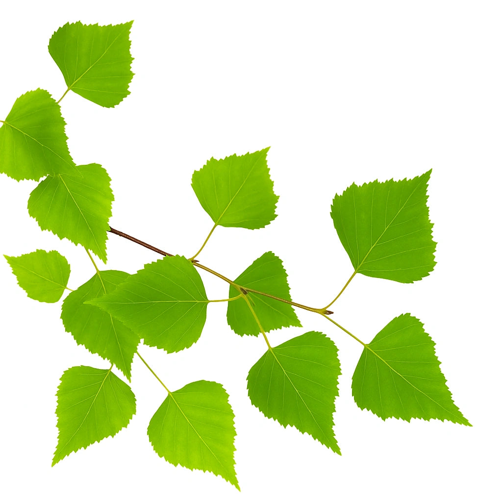 100 그레인 드 화이트 위로잉 버치 (Betula pendula verrucosa)