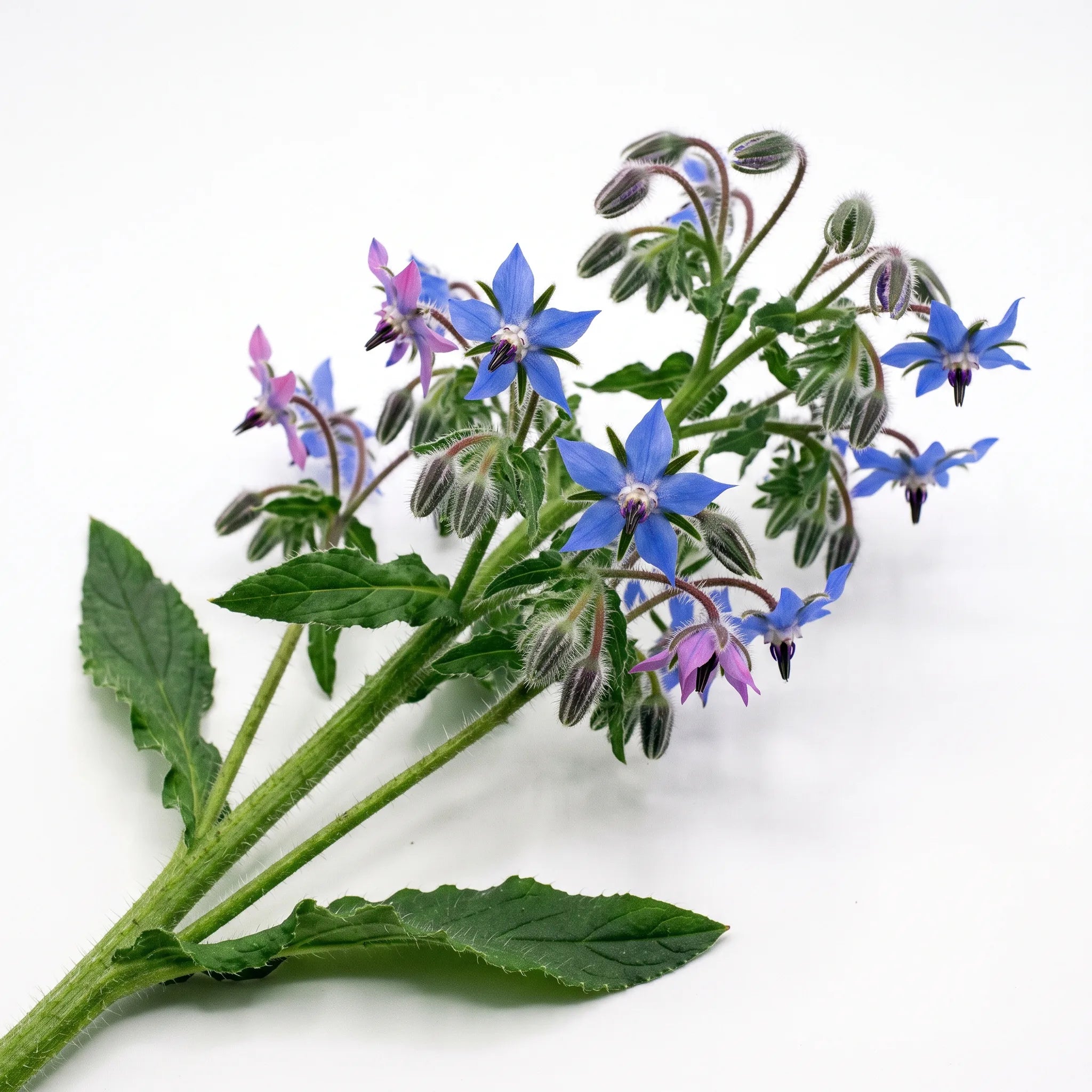 Rameau fleuri de bourrache officinale (Borago officinalis) sur fond blanc — graines reproductibles SemiSauvage