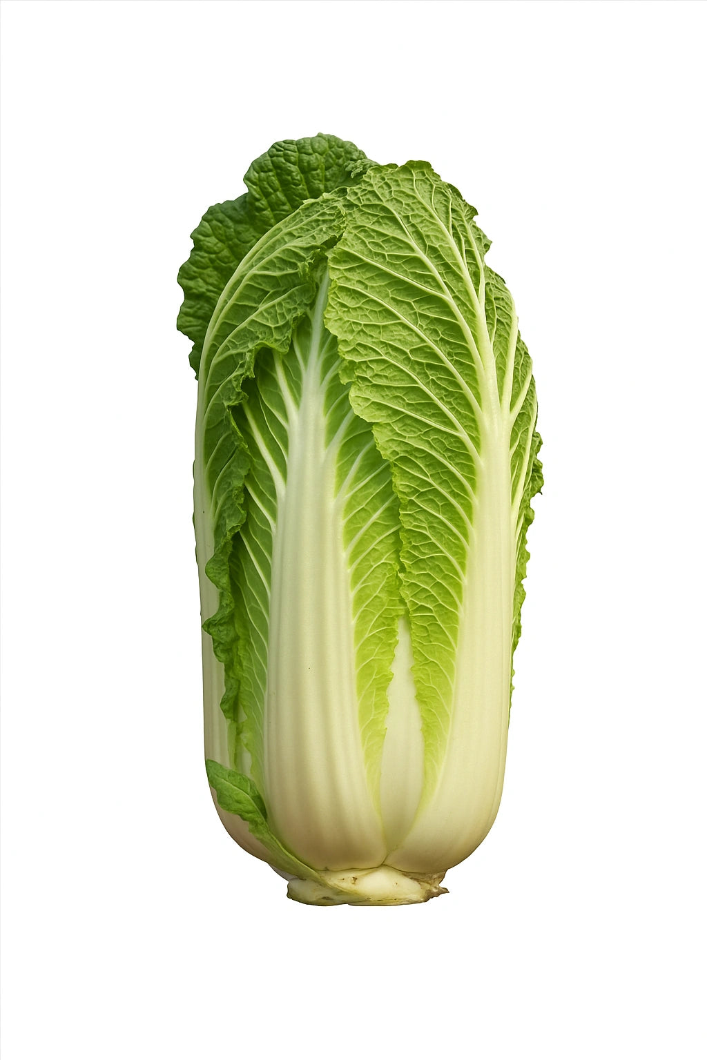 250 Sementes de Acelga Chinesa Pé-Tsaï Granaat (Brassica rapa pekinensis)