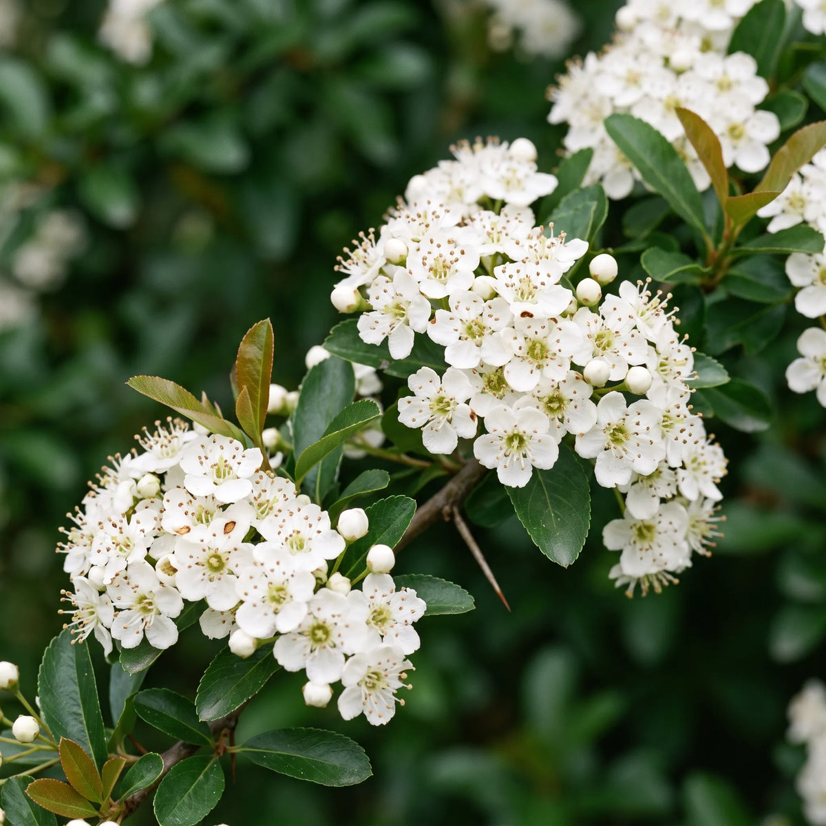 Floraison printaniere mellifere du buisson ardent, corymbes de petites fleurs blanches a cinq petales