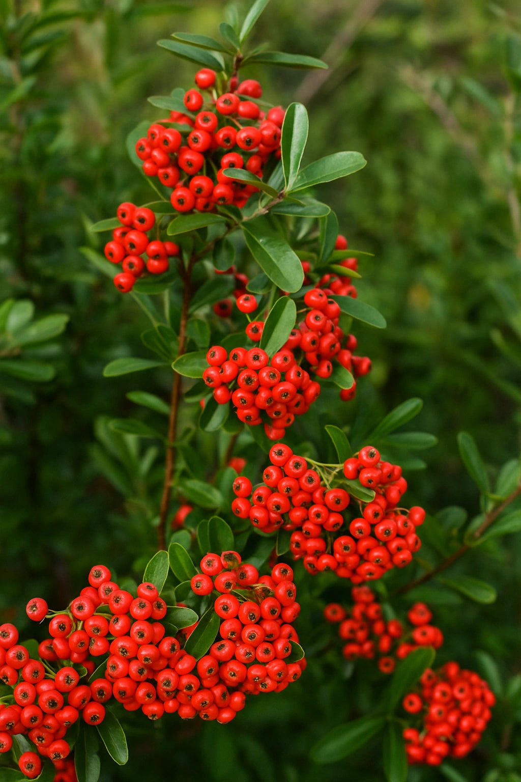 30 Hạt Cây Buisson Ardent (Pyracantha coccinea)