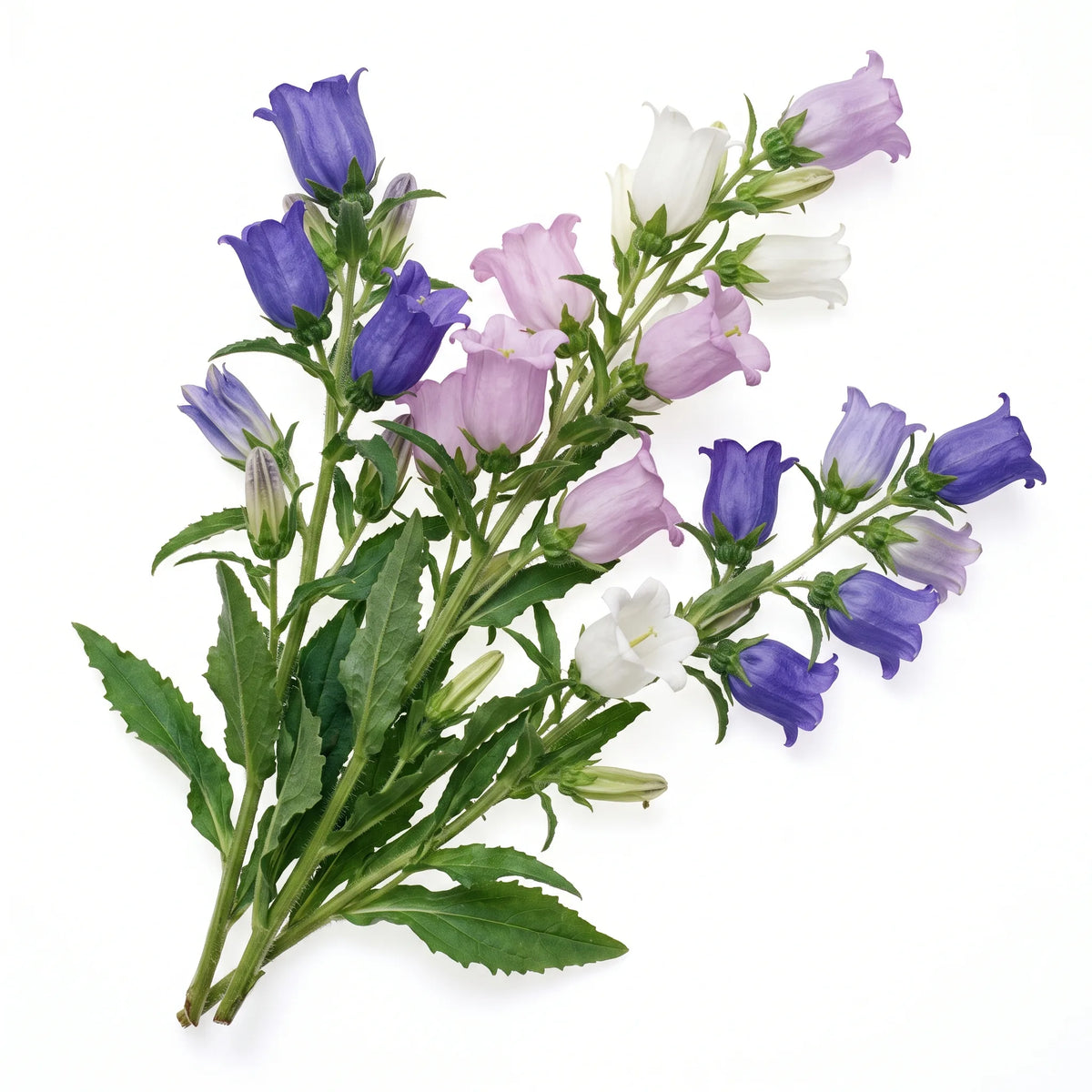 Pied entier de campanule carillon en fleur sur fond blanc — SemiSauvage