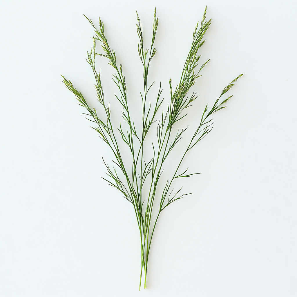 600 개의 들쑥부쟁이 씨앗 (Artemisia absinthium)