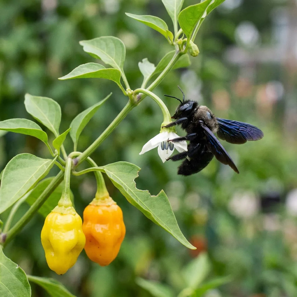 Abeille charpentière aux ailes bleu-violet sur une fleur de poivron Petit Marseillais — SemiSauvage