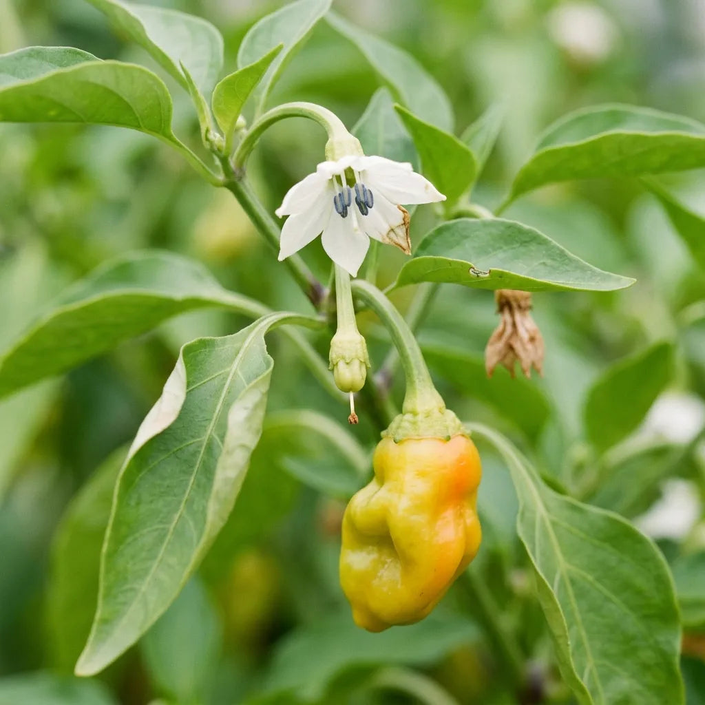 Fleur blanche à anthères bleu-violet, jeune fruit noué et poivron presque mûr sur le même rameau — SemiSauvage