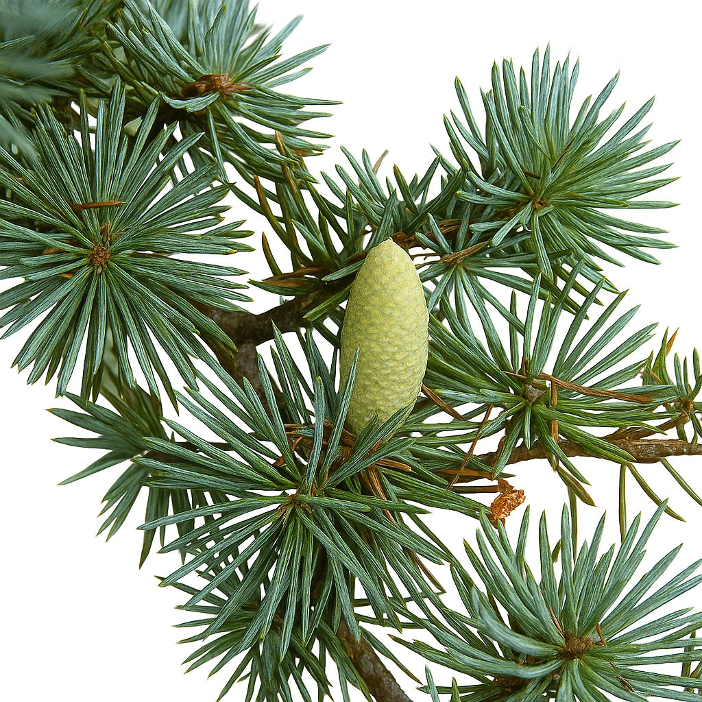 5 아틀라스 삼나무 씨앗 (Cedrus atlantica)
