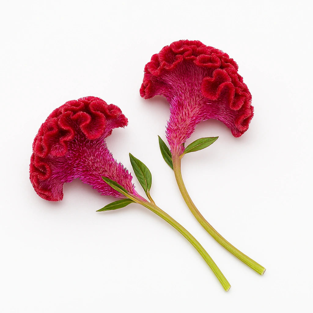 200 그레인 셀로시아 볏꽃 (Celosia argentea cristata nana)