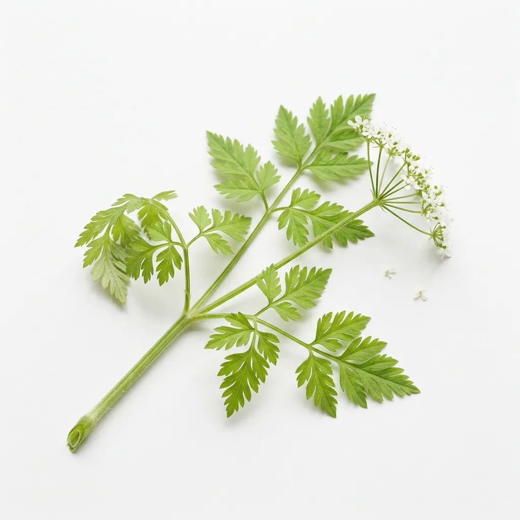 Brin de Cerfeuil (Anthriscus cerefolium), feuillage dentelé et ombelle blanche, sur fond blanc — SemiSauvage