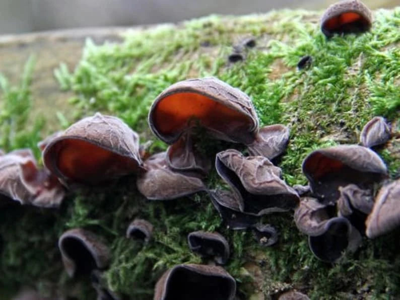 黑木耳菌丝体(Auricularia auricula-judae) — 图片 2