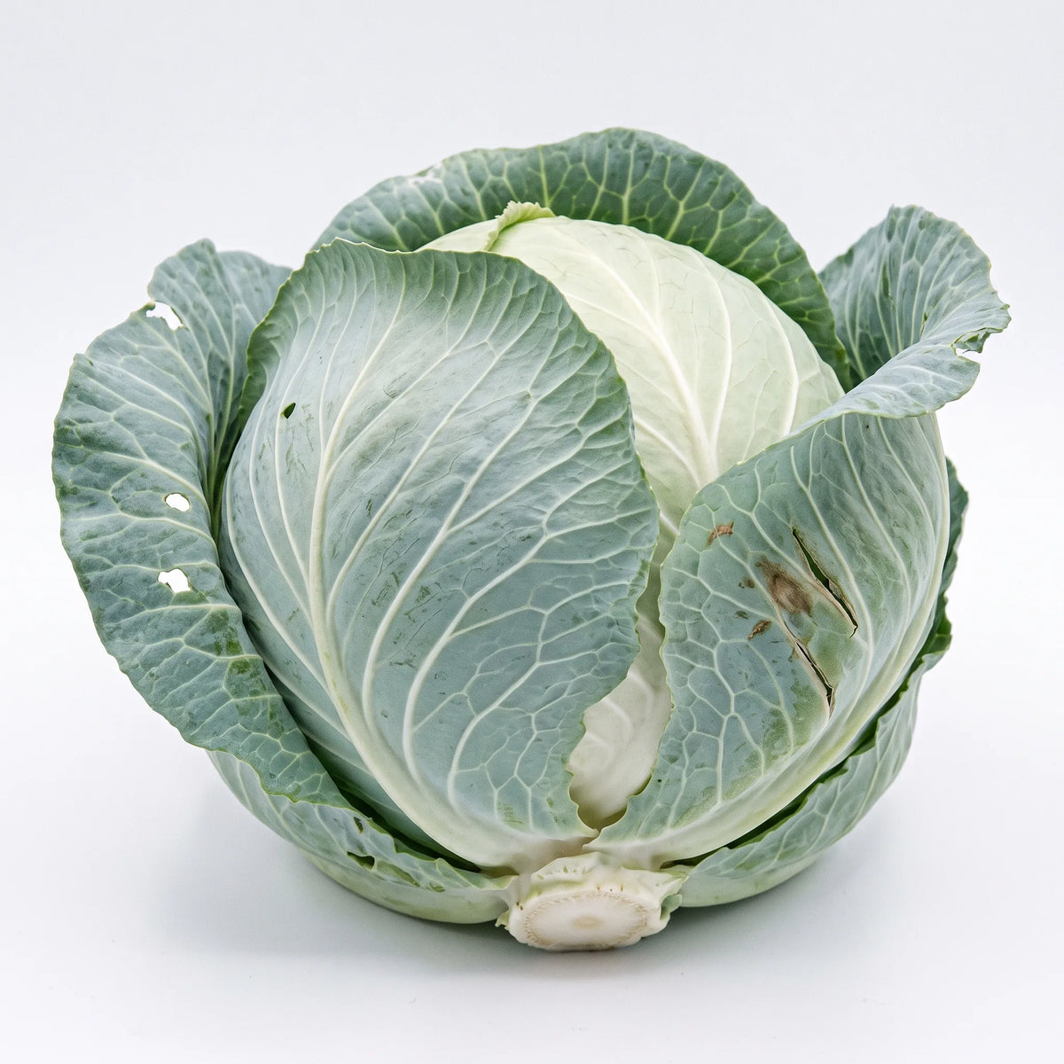 Chou cabus a tete lisse sur fond blanc, feuilles bleutees couvertes de pruine et nervures blanches