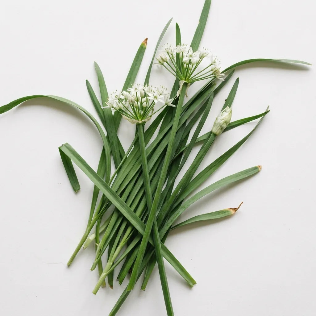 Touffe coupée de Ciboule de Chine (Allium tuberosum), feuilles plates et ombelles blanches, sur fond blanc — SemiSauvage