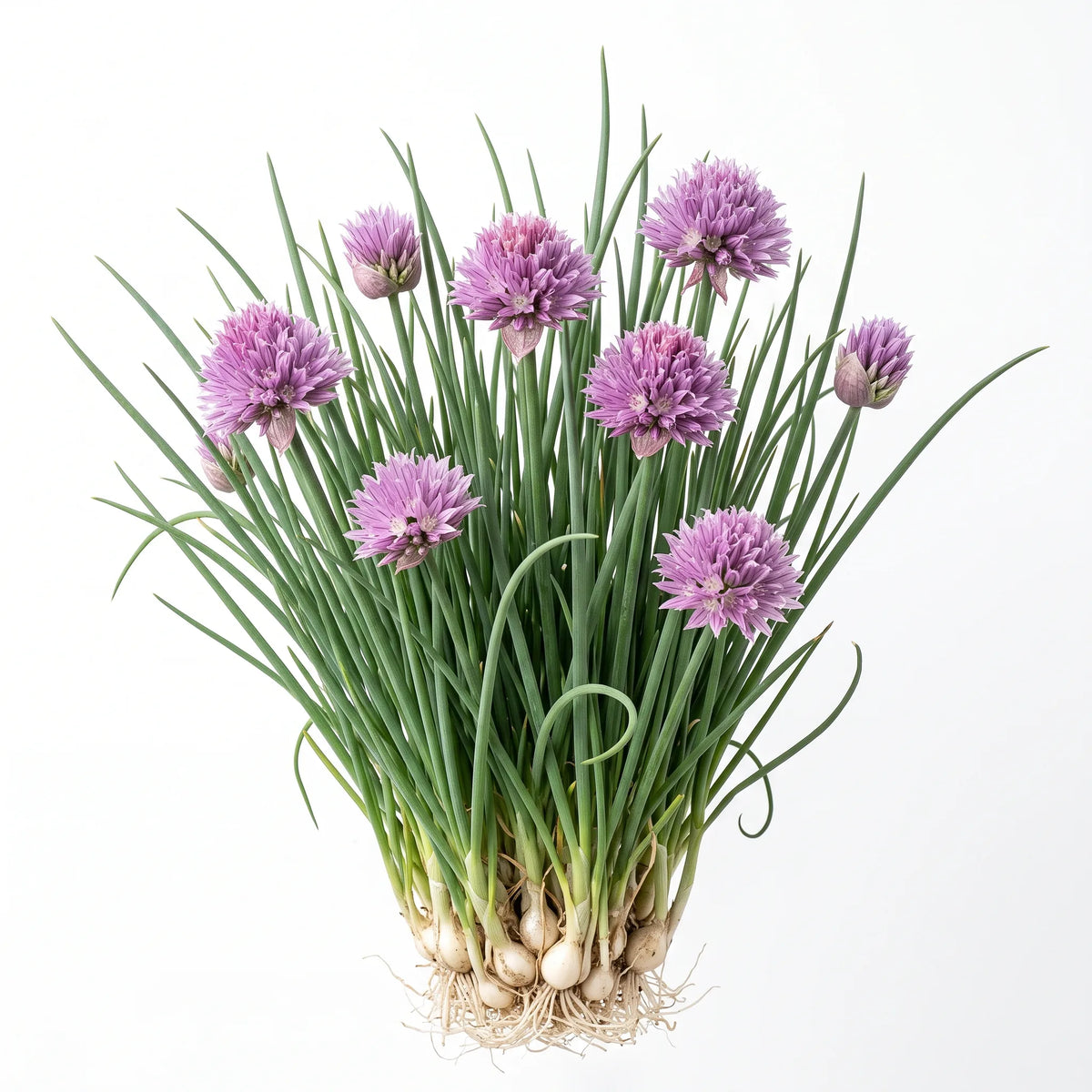 Touffe de ciboulette (Allium schoenoprasum) fleurie sur fond blanc, ombelles rose violet