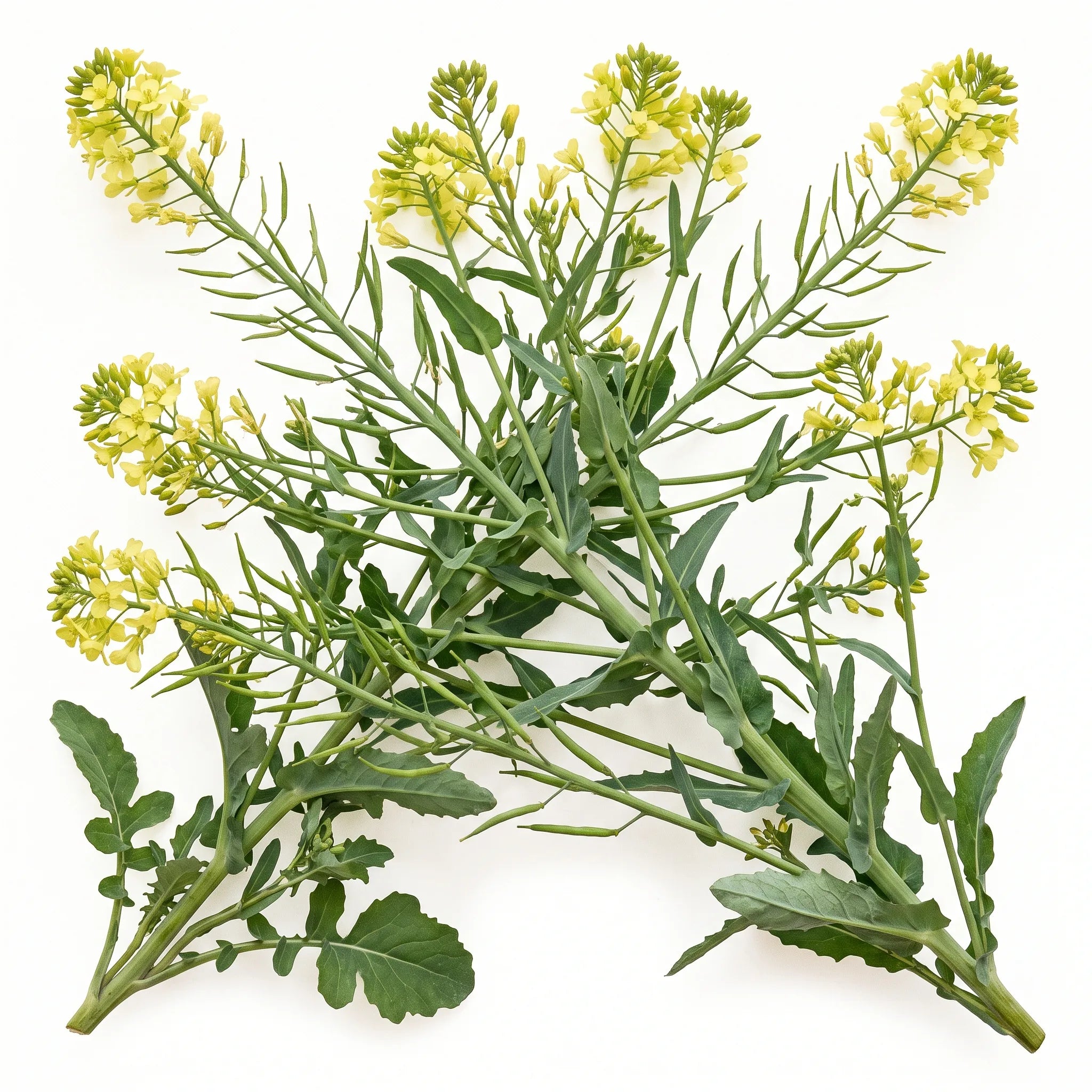 Pied entier de colza en fleurs et en siliques sur fond blanc — SemiSauvage