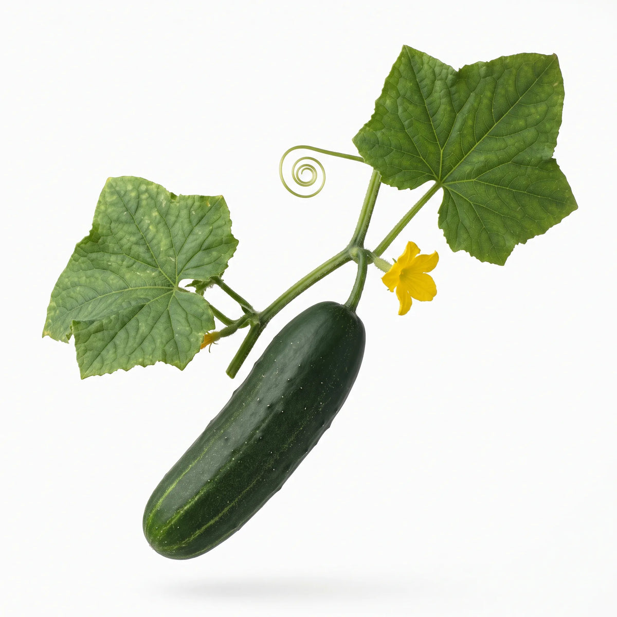 Tige feuillée de concombre Marketmore avec un fruit vert foncé de 21 cm, une fleur jaune et une vrille, sur fond blanc de studio