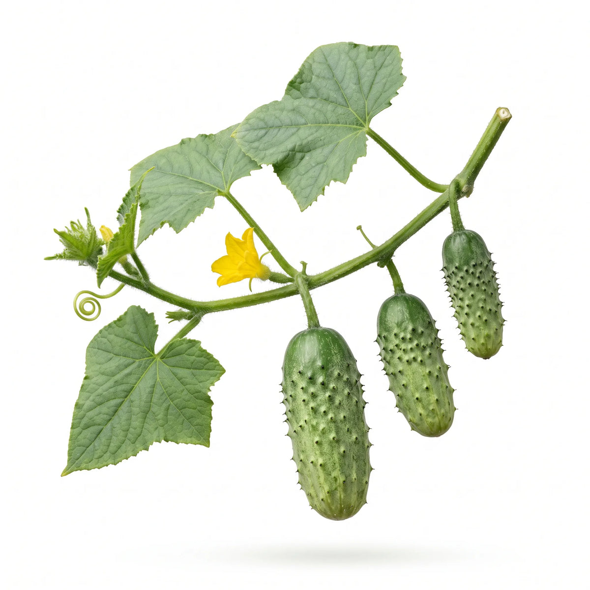 Tige feuillée de cornichon vert de Paris portant trois petits fruits trapus à peau verruqueuse et une fleur jaune, sur fond blanc de studio