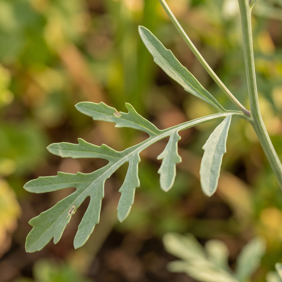 胡椒草种子(Lepidium sativum) — 图片 3