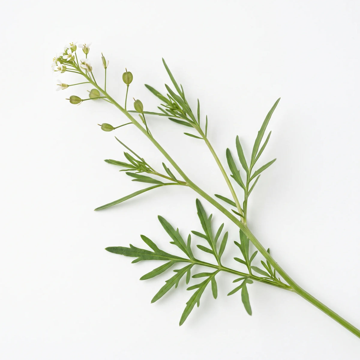 Tige feuillée de cresson alénois (Lepidium sativum) sur fond blanc — graines reproductibles SemiSauvage